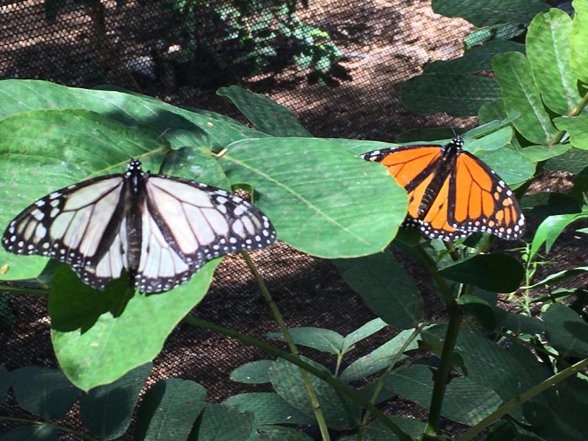 Maui: Interactive Butterfly Farm Entrance Ticket - Price and Value: How $49 Makes Sense for a Small-Group Experience