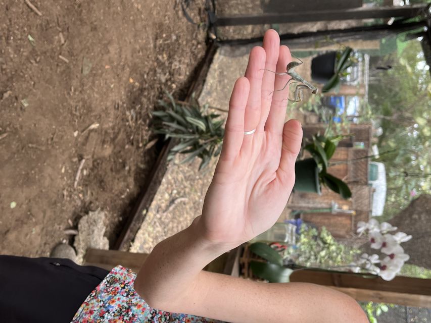 Maui: Interactive Butterfly Farm Entrance Ticket - Who This Tour Fits Best on Maui (And Who Might Want to Skip It)