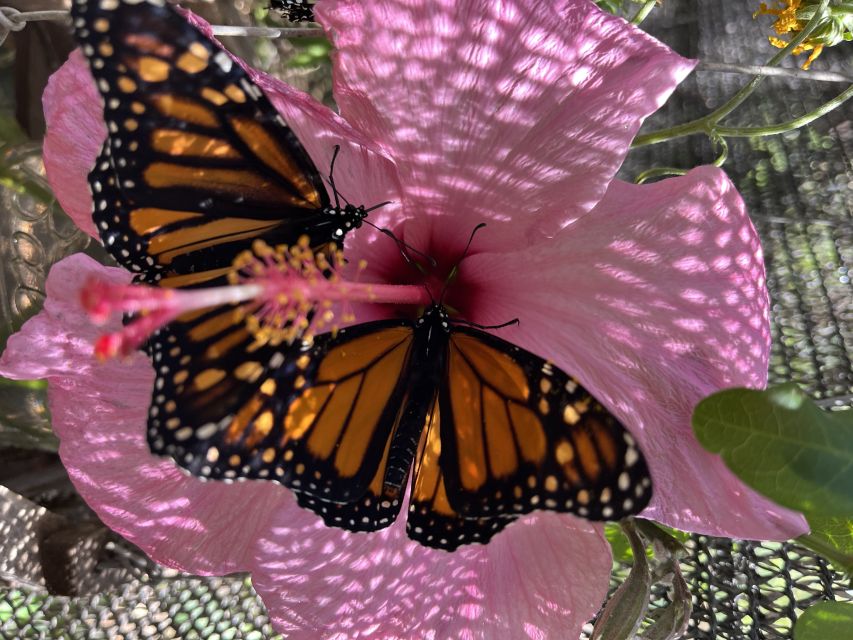 Maui: Interactive Butterfly Farm Entrance Ticket - Should You Book This Maui Butterfly Farm Ticket?