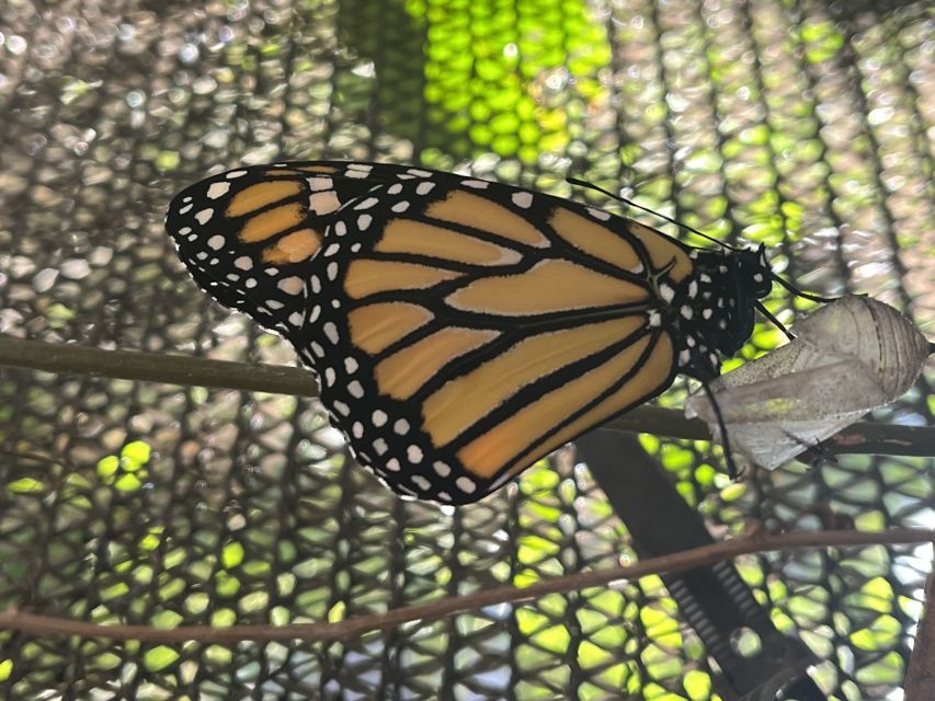 Maui: Interactive Butterfly Farm Entrance Ticket - FAQ