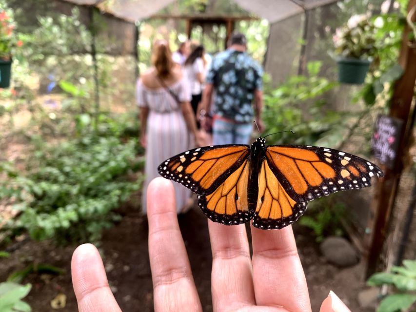 Maui: Interactive Butterfly Farm Entrance Ticket - What Happens During the 45-Minute Guided Walk (And Where the Magic Is)