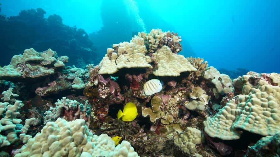 Maui: Intro to Scuba Diving from Shore - Lahaina - Key highlights to know before you go