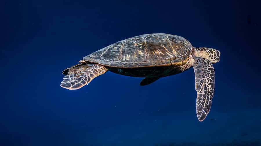 Maui: Intro to Scuba Diving from Shore - Lahaina - Getting to the water fast: Lahaina shore session with PADI coaching