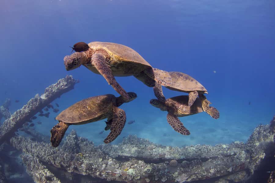 Maui: Intro to Scuba Diving from Shore - Lahaina - Price and value: does $160 make sense for a shore-based intro?
