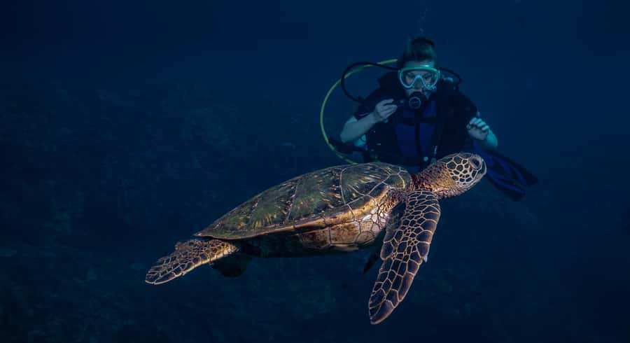 Maui: Intro to Scuba Diving from Shore - Lahaina - Booking without stress: what to bring and what to remember