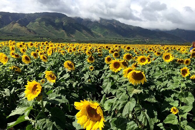 Maui Island Private Day Tour - Morning start: 8:00 am pickup and how the day usually moves