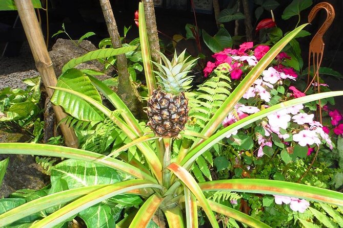 Maui Island Private Day Tour - Custom itinerary reality: how to avoid rushed stops and mismatched expectations