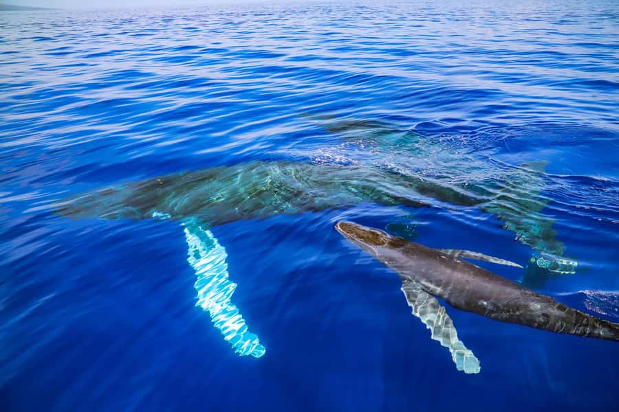 Maui: Ka'anapali Discount Whale Watch - Beach Loading Vessel - Ka’anapali’s 2-Hour Whale Watch: Why This One Feels Like a Value