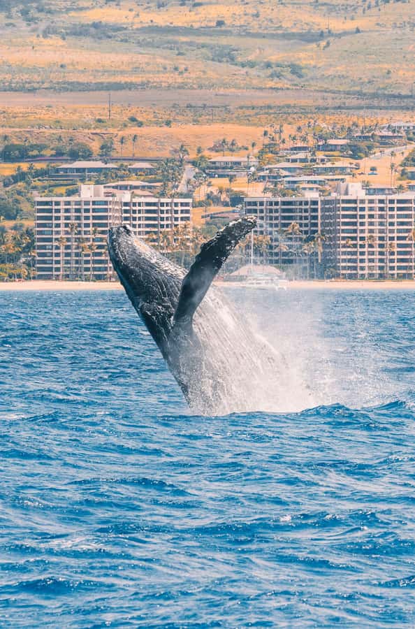 Maui: Ka'anapali Discount Whale Watch - Beach Loading Vessel - Hearing Whale Songs Live: Why the Hydrophone Is the Real Magic