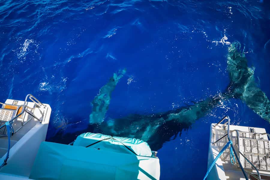 Maui: Ka'anapali Whale Watching Cruise on Luxury Sailboat - Why Ka’anapali Beach Loading Feels Like a Cheat Code