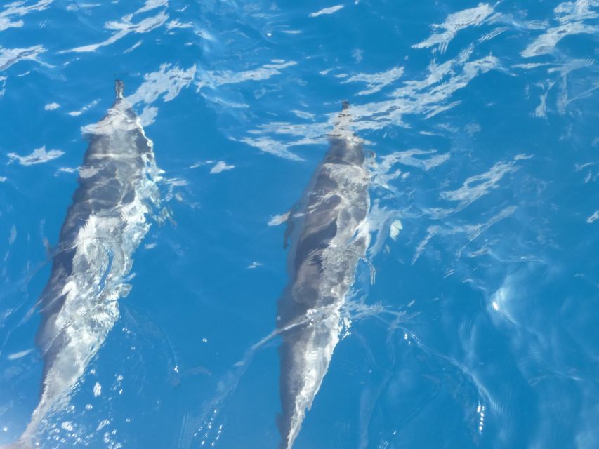 Maui: Kaanapali Beach 4-hour Snorkel w/ BBQ Lunch & Open Bar - Key highlights worth your attention