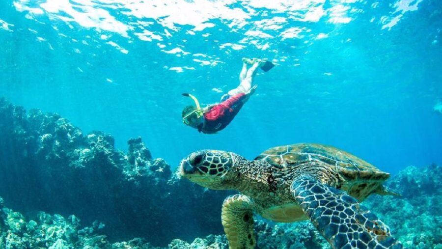 Maui: Kaanapali Beach 5-hr Snorkel w/ BBQ Lunch & Open Bar - Why this Ka’anapali catamaran snorkel trip is a smart Maui day