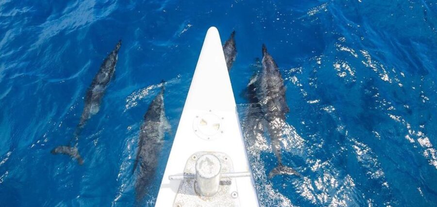 Maui: Kaanapali Beach 5-hr Snorkel w/ BBQ Lunch & Open Bar - Who should book this, and who should skip it