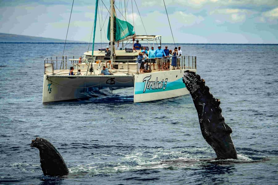 Maui: Kaanapali Whale Watching Boat with Open Bar and Food - Key highlights at a glance