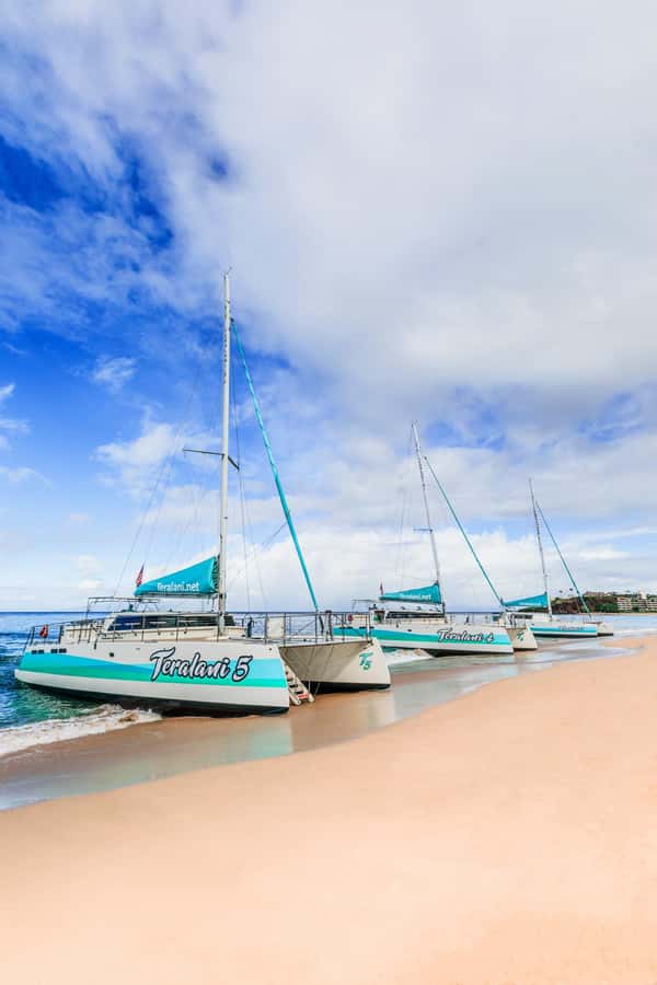 Maui: Kaanapali Whale Watching Boat with Open Bar and Food - The 2.5-hour cruise: how the whale watching time is structured