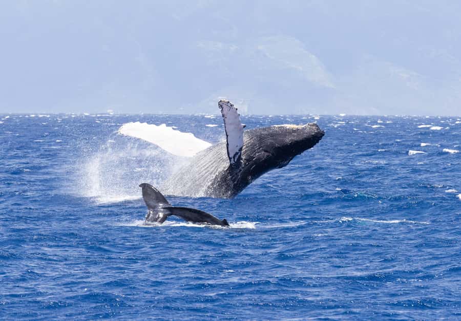 Maui: Kaanapali Whale Watching Boat with Open Bar and Food - What the open bar and pupus really change about the experience