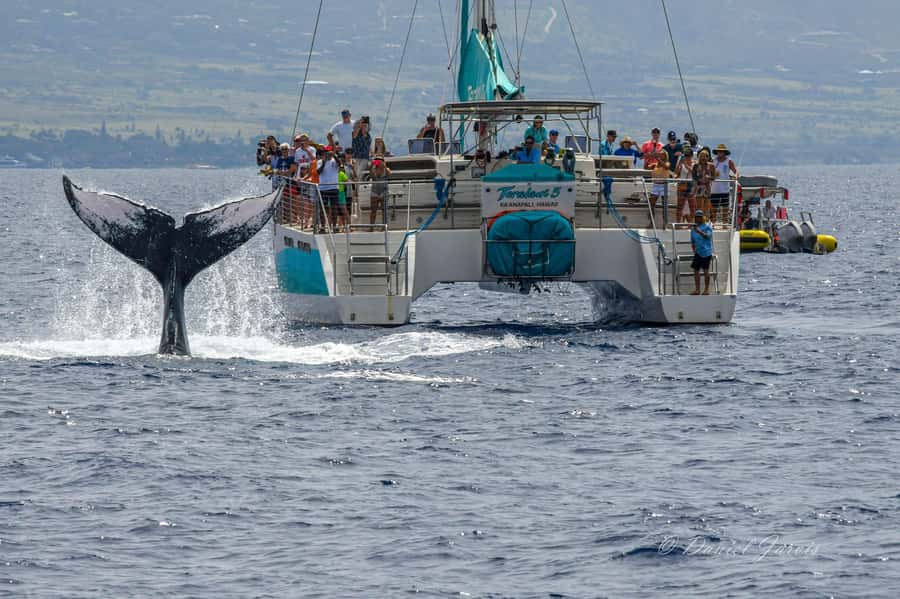 Maui: Kaanapali Whale Watching Boat with Open Bar and Food - What to bring, what to leave behind, and small rules that matter