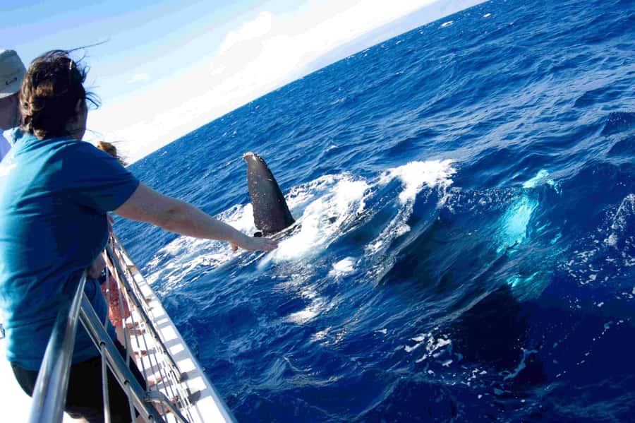 Maui: Kaanapali Whale Watching Boat with Open Bar and Food - Finding the meeting point and getting onto the catamaran