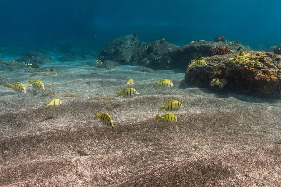 Maui: Lanai Snorkel & Dolphin Watch with Lunch - Key things to know before you go