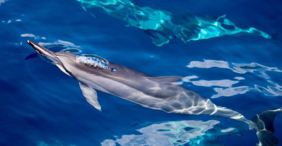 Maui: Lanai Snorkel & Dolphin Watch with Lunch - Dolphin watching that’s about the wild, not the performance