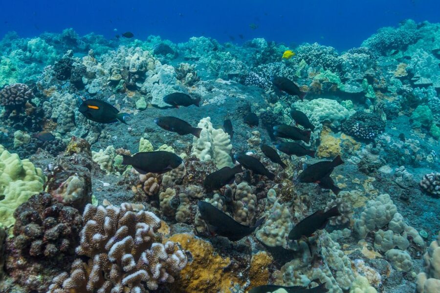 Maui: Lanai Snorkel & Dolphin Watch with Lunch - Breakfast, BBQ lunch, and drinks that keep the day moving