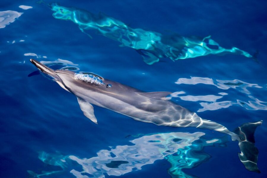 Maui: Lanai Snorkel & Dolphin Watch with Lunch - Snorkeling Lanai’s reef with marine naturalists and fish ID