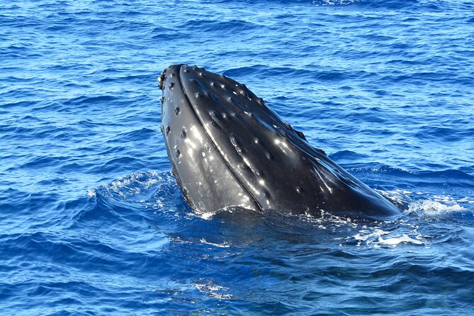 Maui Magic Adventure Snorkel: Molokini Crater and Turtle Stop - Food and drinks: why the BBQ lunch is part of the value