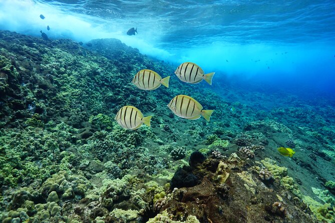 Maui Magic Adventure Snorkel: Molokini Crater and Turtle Stop - Who this tour fits best (and who should skip it)