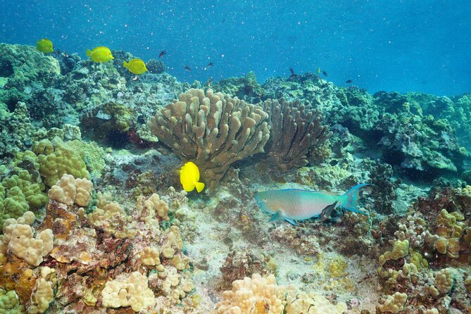Maui Magic Adventure Snorkel: Molokini Crater and Turtle Stop - What to bring so the morning feels easy