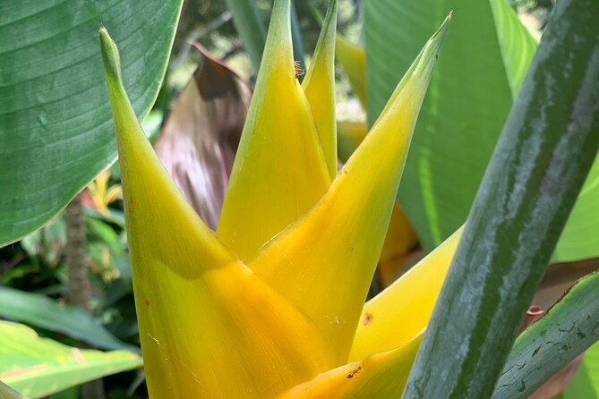 Maui Magical Waterfall and Jungle Tour: Road to Hana - Stop 2: Wailua Falls overlook over the Ke‘anae peninsula
