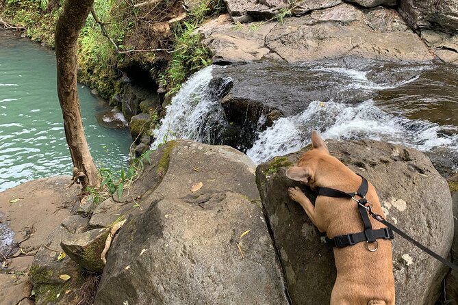 Maui Magical Waterfall and Jungle Tour: Road to Hana - What you get on the road: snacks, rain gear, and a guide who manages the day