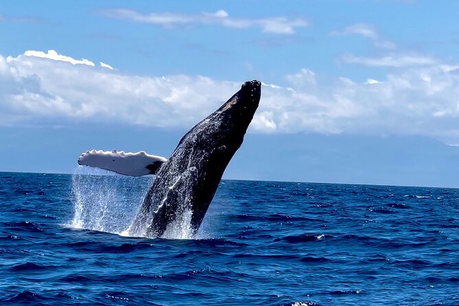 Maui Mid Day Magic Whale Watch - Key Things I’d Not Ignore