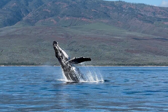 Maui Mid Day Magic Whale Watch - Midday Whale Watching in Maui’s Sanctuary Waters