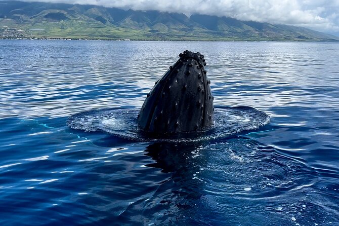 Maui Mid Day Magic Whale Watch - Photography Setup: Using the GoPro Extendable Sticks