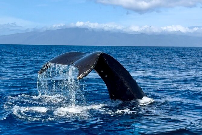 Maui Mid Day Magic Whale Watch - Water, Timing, and the Two-Hour Reality Check
