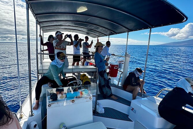 Maui Mid Day Magic Whale Watch - Value on Maui: Why This Feels Like a Smart Midday Choice