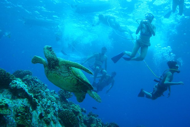 Maui: Molokini and Turtle Town Snorkeling aboard Pride of Maui - Weather reality: why Turtle Town is the swing factor