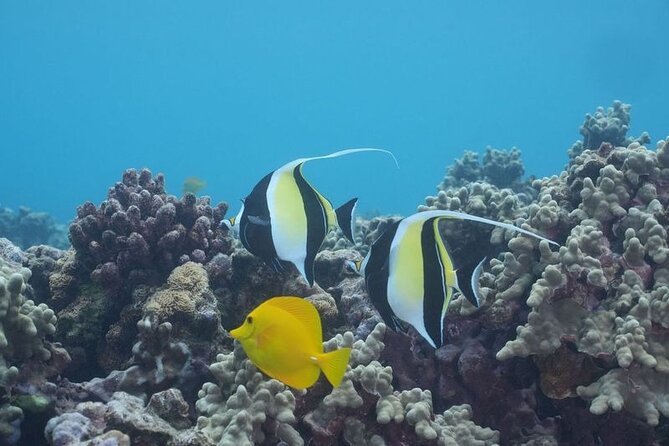 Maui: Molokini and Turtles Luxury Yacht Snorkel - Boat Comfort That You Feel in Your Bones: Air-Conditioned, Roomy, and Rinse-Ready