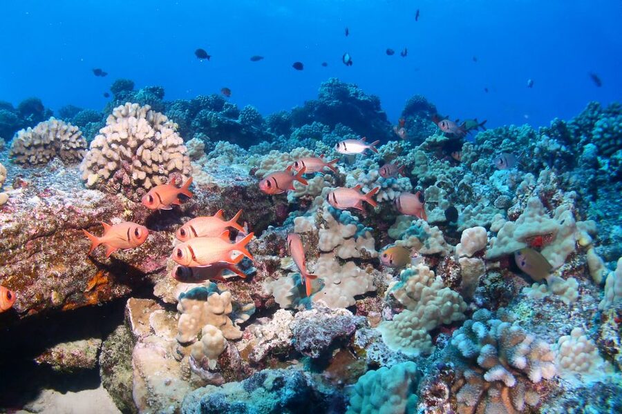 Maui: Molokini Snorkel and Performance Sail with Lunch - Key things I’d lock in before you book