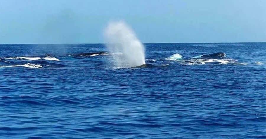 Maui: Molokini Snorkel and Whale Watching Tour - 2.5 hours - Molokini Crater Snorkeling: Clear Water, Real Fish Time
