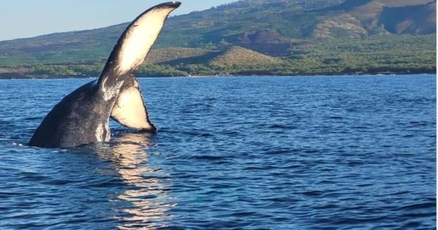 Maui: Molokini Snorkel and Whale Watching Tour - 2.5 hours - What’s Included (and What You Must Bring) for a Smooth Water Day