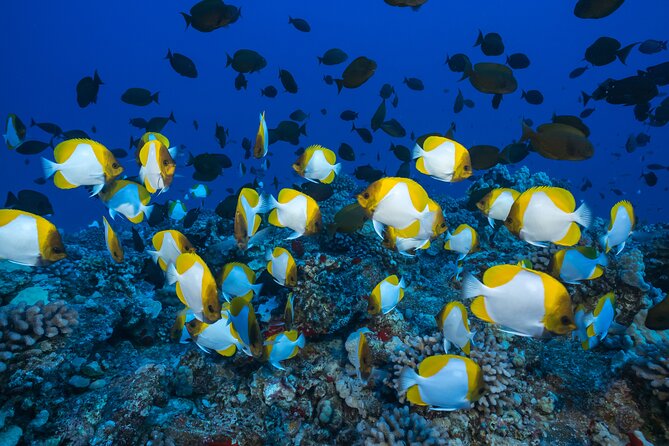 Maui: Molokini & Turtle Town Snorkel & Waterslide Adventure - Whale watching as a seasonal bonus (not a guarantee)