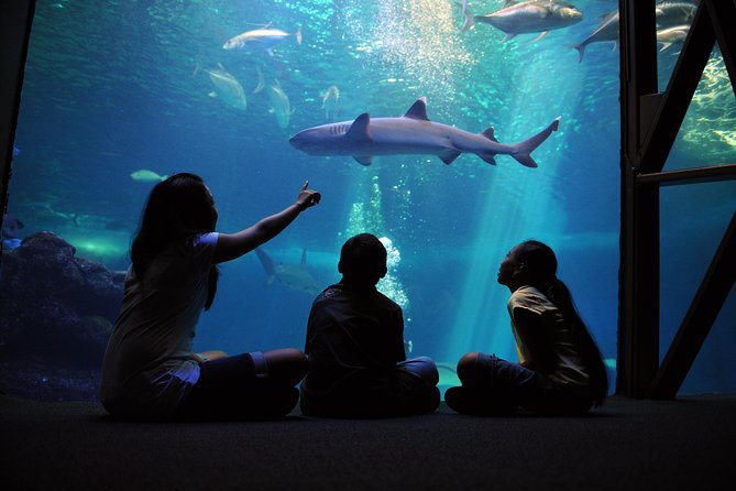Maui Ocean Center All Day Admission Ticket - Key highlights worth centering your day on