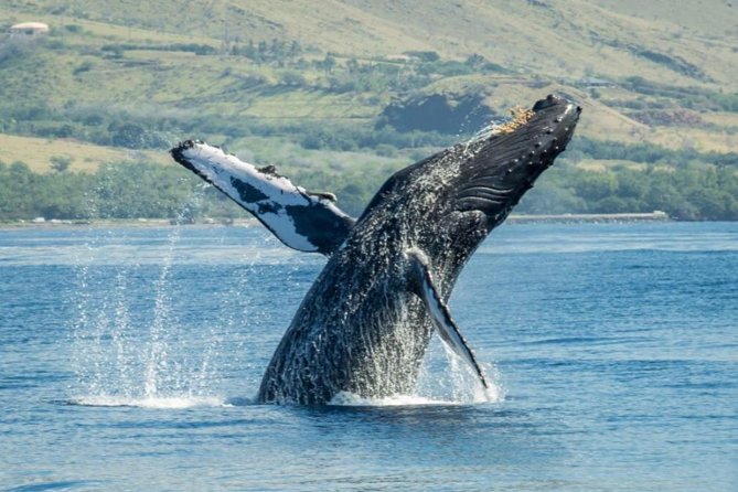 Maui: Original Sunset Cruise with Open Bar from Ka’anapali Beach - Dolphins and Winter Whales: spotting tips that actually help