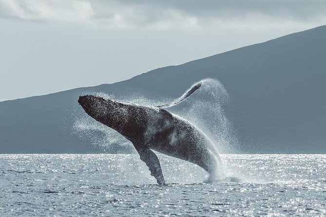 Maui: Original Sunset Cruise with Open Bar from Ka’anapali Beach - Should you book Sea Maui’s Original Sunset Cruise?