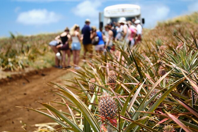Maui Pineapple Farm Tour in Haliimaile - Getting There: Meeting Point, Ride Style, and Timing