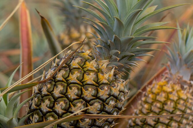 Maui Pineapple Farm Tour in Haliimaile - The Big Finish: Airport-Ready Pineapple to Take Home