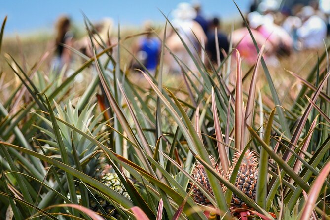 Maui Pineapple Farm Tour in Haliimaile - Price and Value: Is $99.48 Worth 90 Minutes?