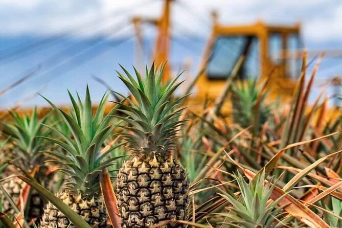 Maui Pineapple Farm Tour in Haliimaile - The Practical Stuff: Steps, Standing, and What to Pack