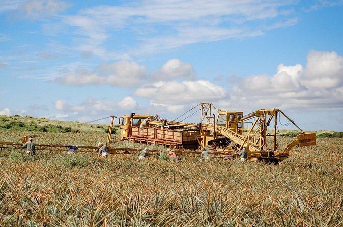 Maui Pineapple Tour: Farm and Feast Experience - Practical tips so your 3.5 hours run smoothly